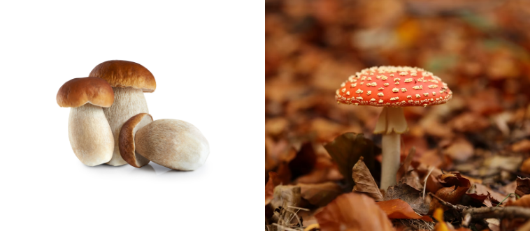 95% Fail This Mushroom ID Test – Can You Beat the Odds?