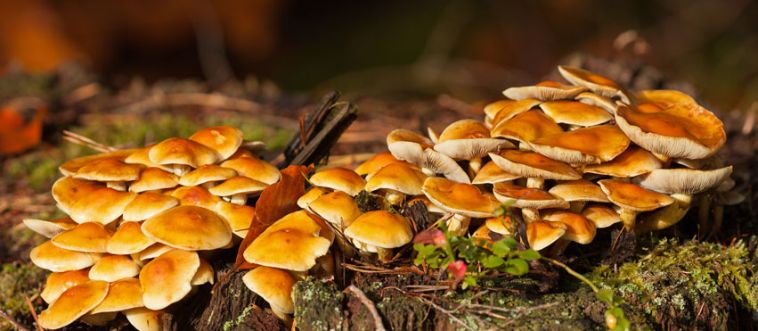 Can you name this mushroom?